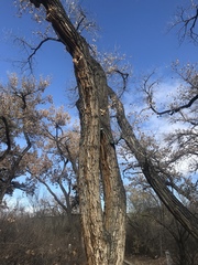 Populus deltoides wislizenii