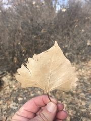 Populus deltoides wislizenii