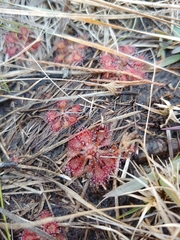 Drosera