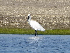 Platalea leucorodia