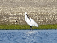 Platalea leucorodia
