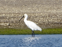 Platalea leucorodia