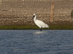 Platalea leucorodia