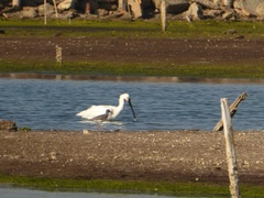 Platalea leucorodia