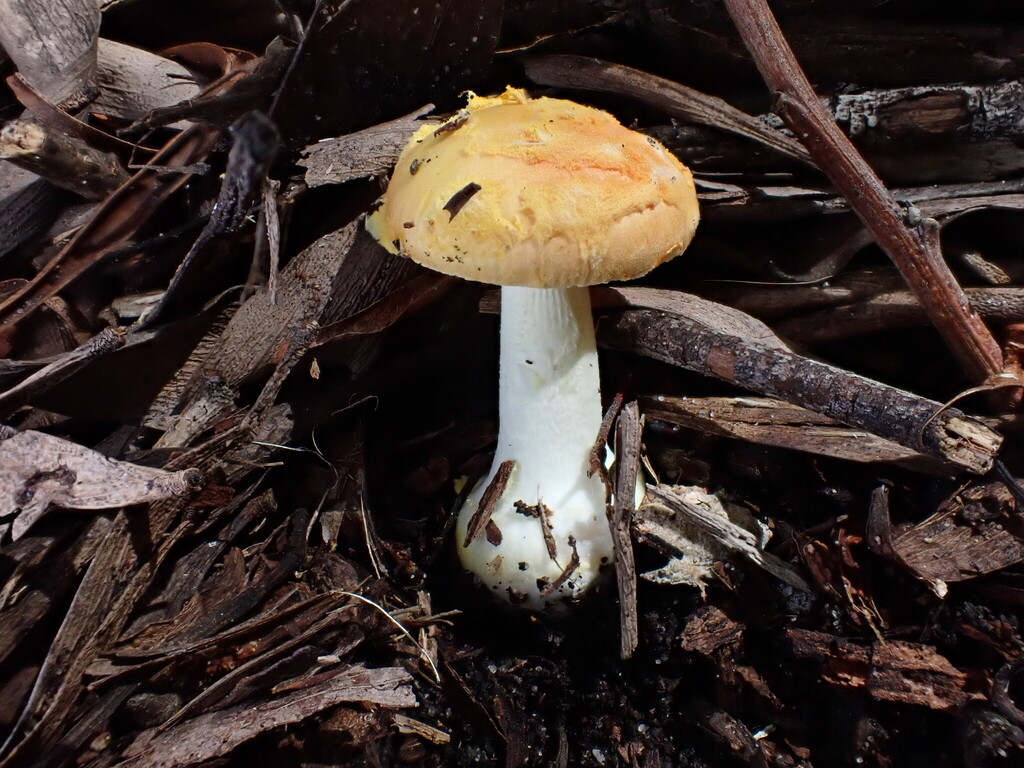 Amanita xanthocephala · October 2025 · photo: © oqt (iNaturalist, cc-by)