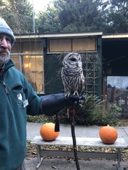 Strix