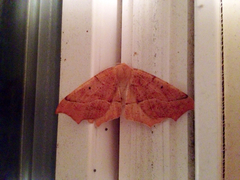 Tetracis jubararia