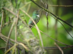 Schistes albogularis