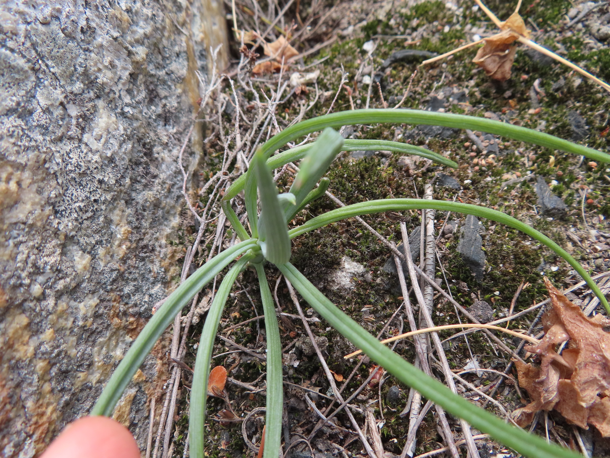 Curio Talinoides (Curio talinoides)