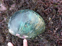 Haliotis cracherodii