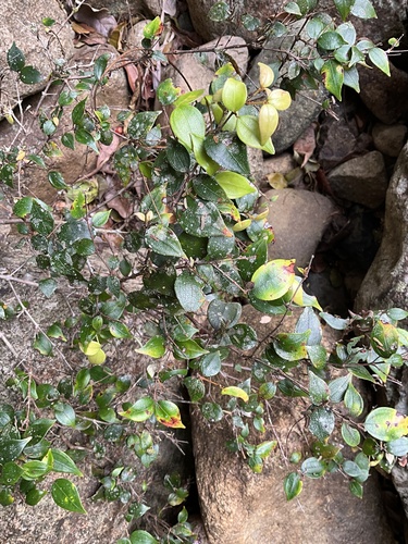 Rhodamnia pauciovulata observed 2025-10-12