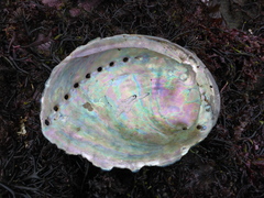 Haliotis cracherodii