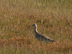 Numenius phaeopus
