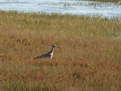 Numenius phaeopus