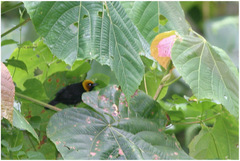 Ploceus melanogaster