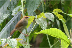 Cisticola chubbi