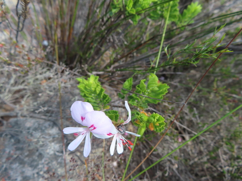 Dollrose Storksbill (Pelargonium hermanniifolium)