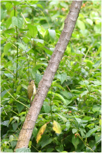 iNaturalist image