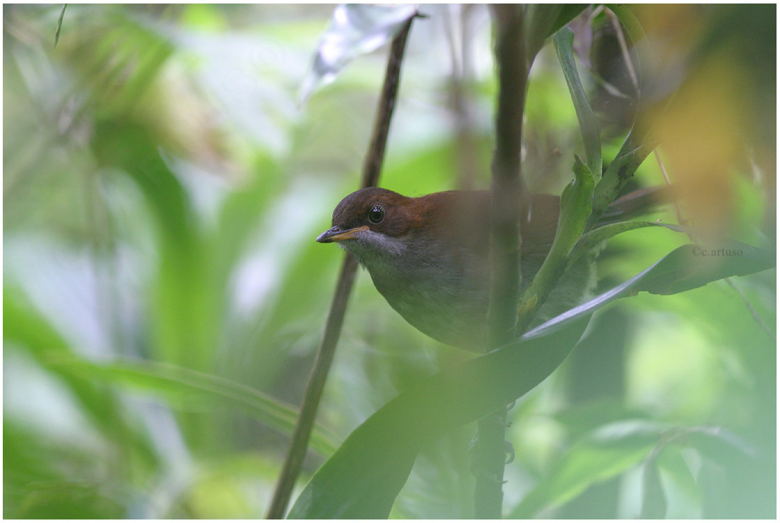 Grey-chested Babbler illustration