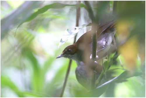 iNaturalist image