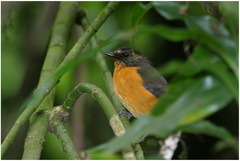 Cossypha isabellae