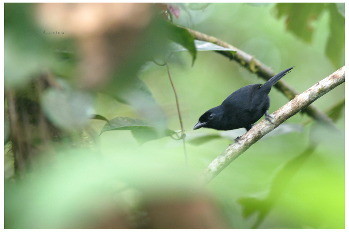 Western Boubou illustration