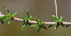 Aspalathus serpens