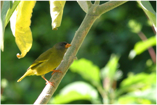 iNaturalist image
