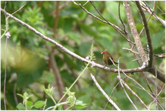 Cryptospiza reichenovii