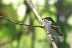 Pogoniulus coryphaea