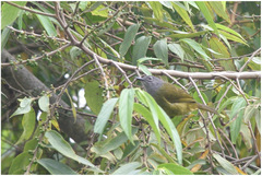 Arizelocichla tephrolaema