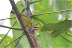 Zosterops stenocricotus