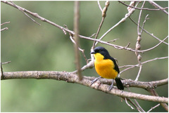 Laniarius atroflavus