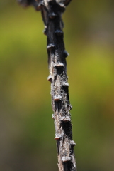 Aspalathus microphylla