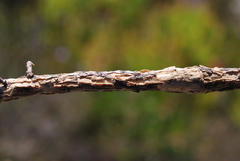 Aspalathus microphylla