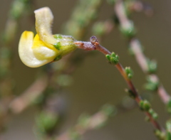 Aspalathus microphylla