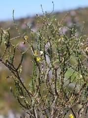 Aspalathus microphylla