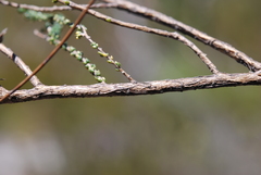 Aspalathus microphylla