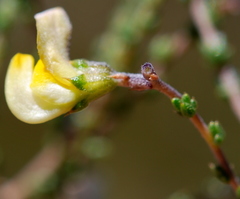 Aspalathus microphylla