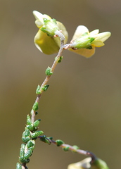 Aspalathus microphylla