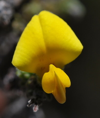 Aspalathus microphylla