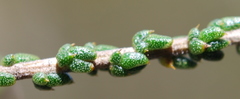 Aspalathus microphylla