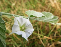 Convolvulus hermanniae
