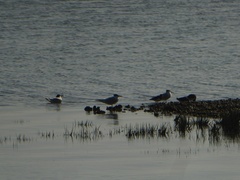 Thalasseus sandvicensis