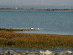 Thalasseus sandvicensis