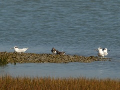 Thalasseus sandvicensis