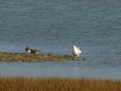 Thalasseus sandvicensis