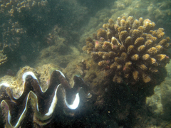 Tridacna elongatissima