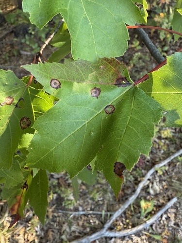 Unknown species found near Middlesex Fells Reservation, Stoneham, MA, US