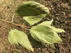 Cornus macrophylla
